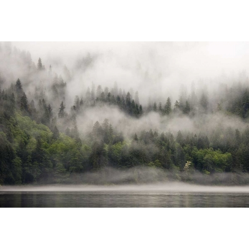 Canada, BC, Fog-shrouded forest by ocean inlet